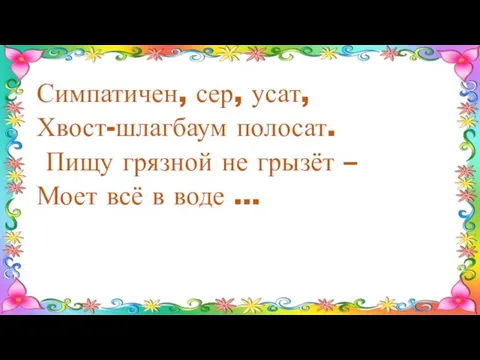 Симпатичен, сер, усат, Хвост-шлагбаум полосат. Пищу грязной не грызёт – Моет всё в воде …