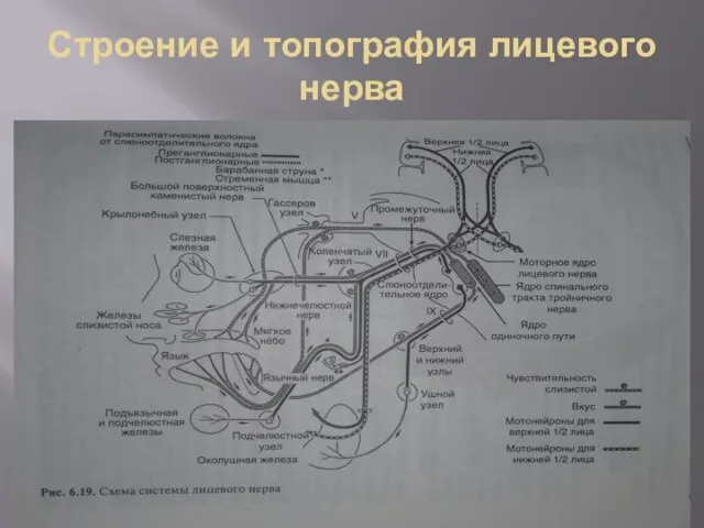 Строение и топография лицевого нерва