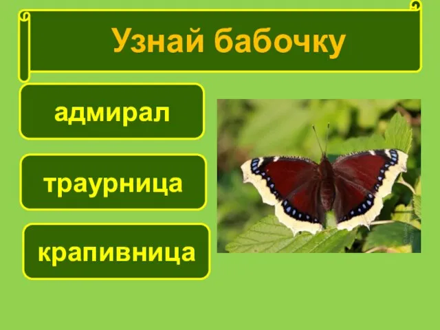 траурница крапивница адмирал Узнай бабочку