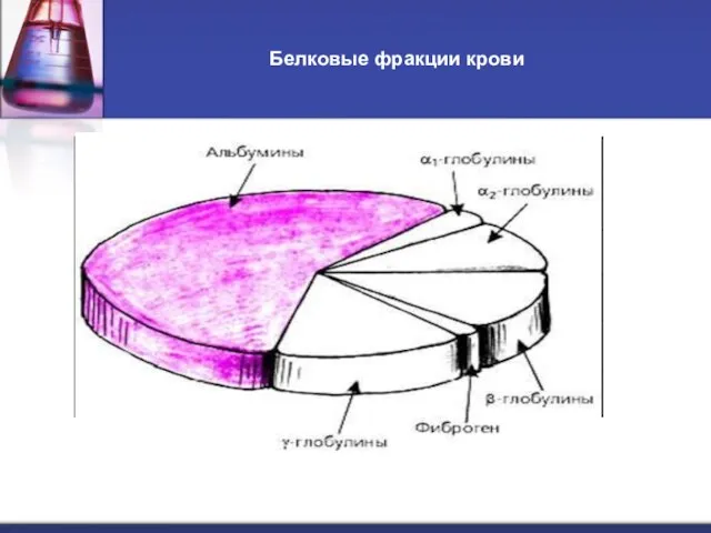 Белковые фракции крови