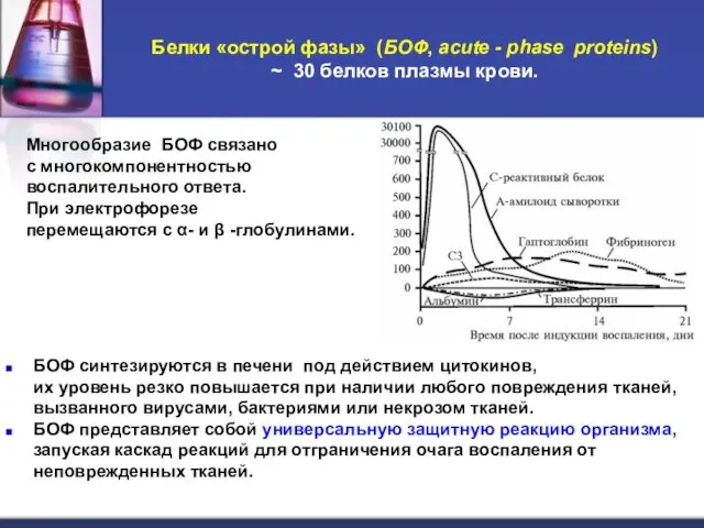 Белки «острой фазы» (БОФ, acute - phase proteins) ~ 30 белков