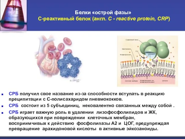 Белки «острой фазы» C-реактивный белок (англ. C - reactive protein, CRP)