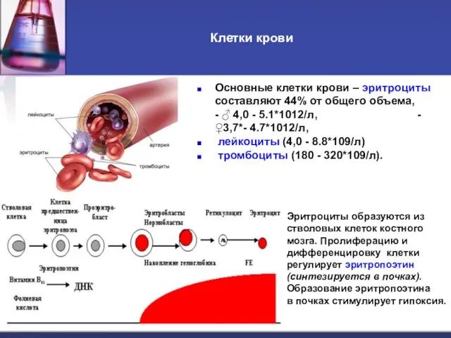 Клетки крови Основные клетки крови – эритроциты составляют 44% от общего