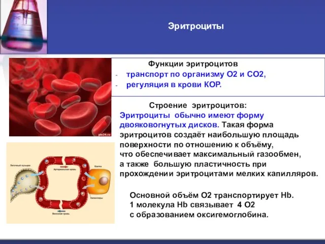 Эритроциты Функции эритроцитов транспорт по организму О2 и СО2, регуляция в