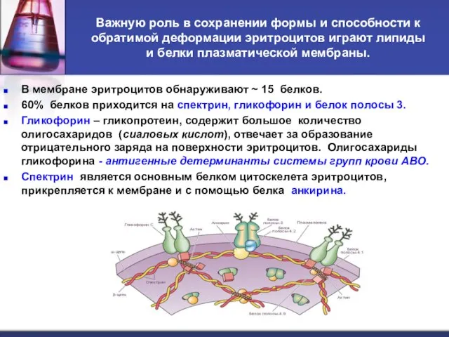 Важную роль в сохранении формы и способности к обратимой деформации эритроцитов