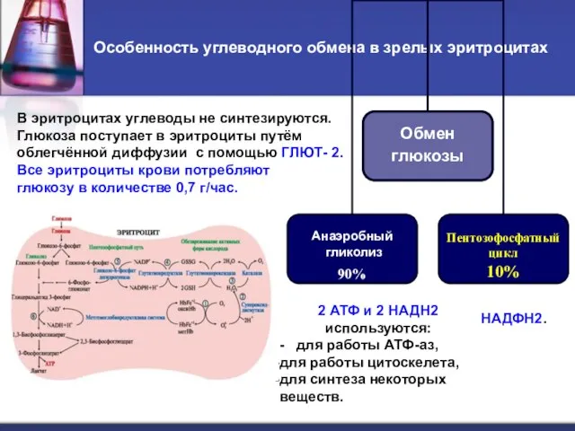 Особенность углеводного обмена в зрелых эритроцитах В эритроцитах углеводы не синтезируются.