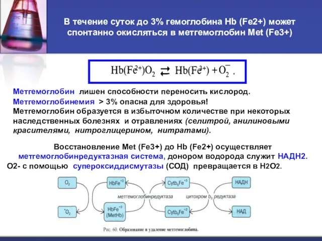 В течение суток до 3% гемоглобина Hb (Fe2+) может спонтанно окисляться