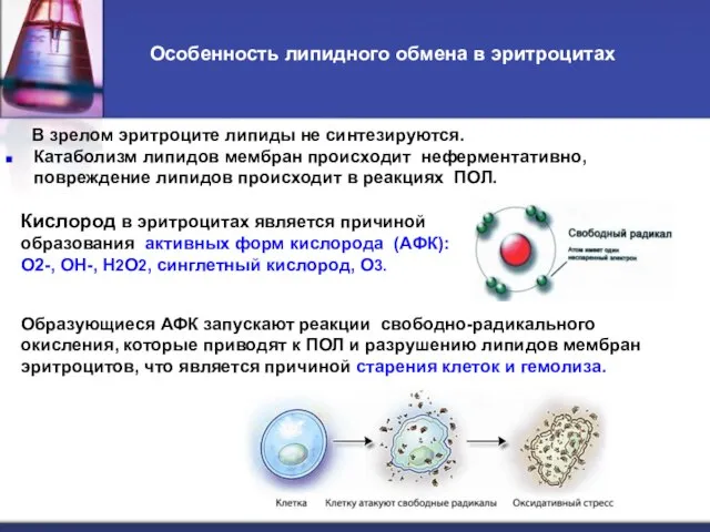 Особенность липидного обмена в эритроцитах В зрелом эритроците липиды не синтезируются.