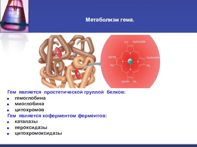 Метаболизм гема. Гем является простетической группой белков: гемоглобина миоглобина цитохромов Гем