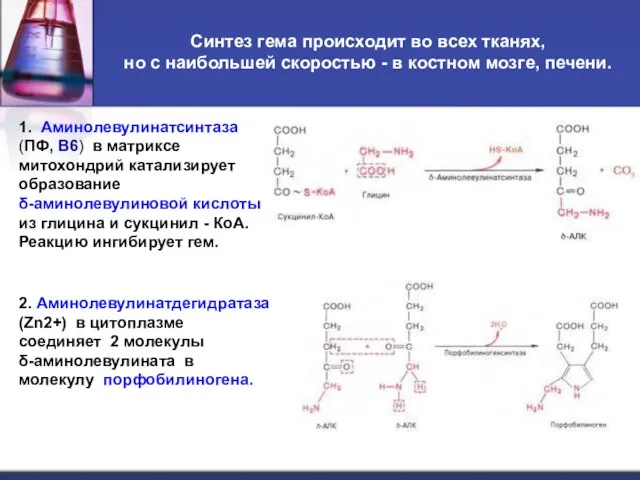 Синтез гема происходит во всех тканях, но с наибольшей скоростью -