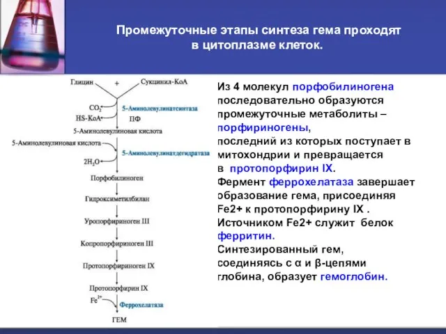 Промежуточные этапы синтеза гема проходят в цитоплазме клеток. Из 4 молекул