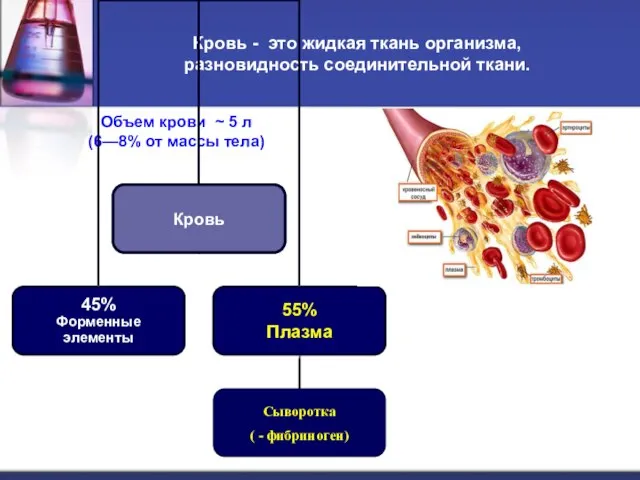 Кровь - это жидкая ткань организма, разновидность соединительной ткани. Объем крови