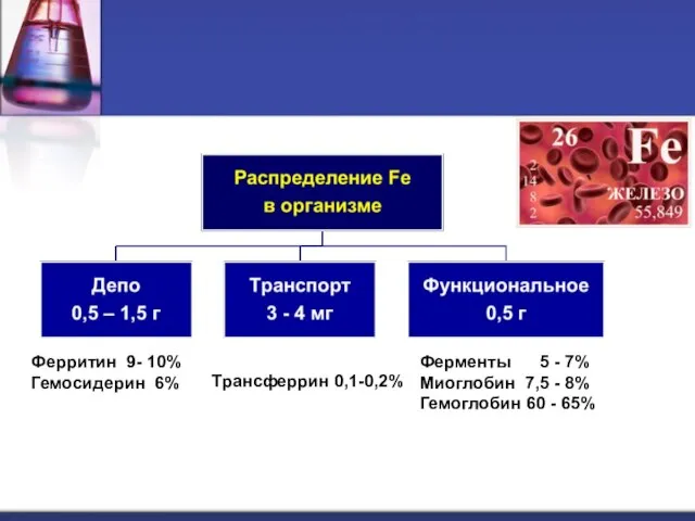 Ферритин 9- 10% Гемосидерин 6% Трансферрин 0,1-0,2% Ферменты 5 - 7%