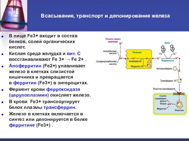 Всасывание, транспорт и депонирование железа В пище Fe3+ входит в состав