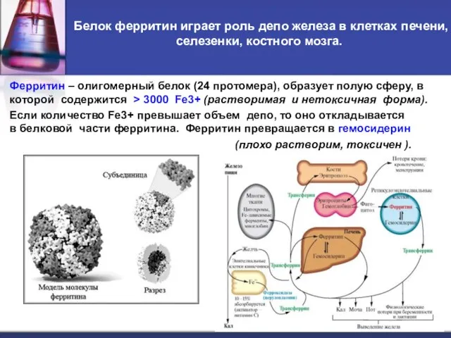 Белок ферритин играет роль депо железа в клетках печени, селезенки, костного