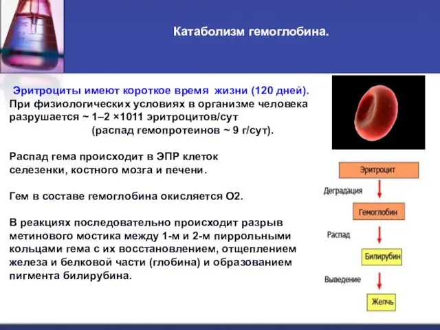 Катаболизм гемоглобина. Эритроциты имеют короткое время жизни (120 дней). При физиологических