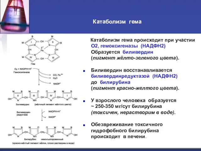 Катаболизм гема Катаболизм гема происходит при участии О2, гемоксигеназы (НАДФН2) Образуется