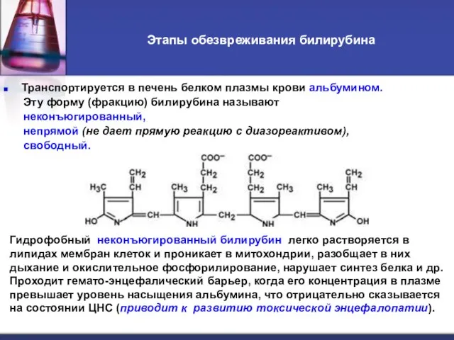 Этапы обезвреживания билирубина Транспортируется в печень белком плазмы крови альбумином. Эту