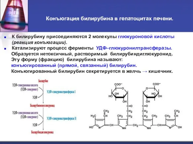 Конъюгация билирубина в гепатоцитах печени. К билирубину присоединяются 2 молекулы глюкуроновой