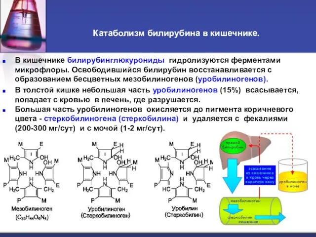 Катаболизм билирубина в кишечнике. В кишечнике билирубинглюкурониды гидролизуются ферментами микрофлоры. Освободившийся