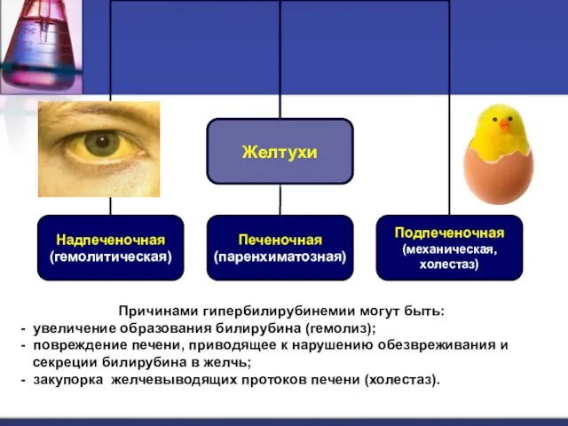 Причинами гипербилирубинемии могут быть: - увеличение образования билирубина (гемолиз); - повреждение