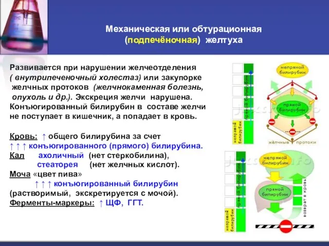 Механическая или обтурационная (подпечёночная) желтуха Развивается при нарушении желчеотделения ( внутрипеченочный