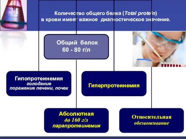 Количество общего белка (Total protein) в крови имеет важное диагностическое значение.