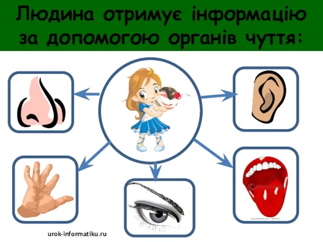 Людина отримує інформацію за допомогою органів чуття: urok-informatiku.ru