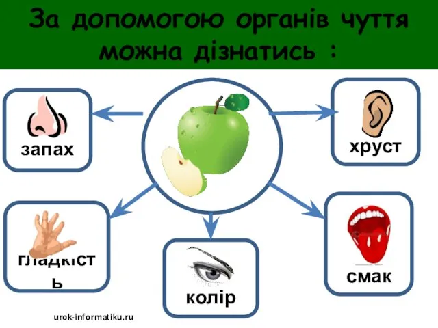 За допомогою органів чуття можна дізнатись : urok-informatiku.ru