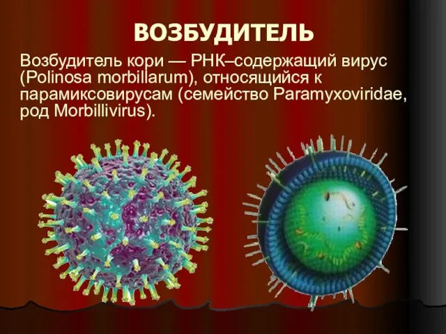 ВОЗБУДИТЕЛЬ Возбудитель кори — РНК–содержащий вирус (Polinosa morbillarum), относящийся к парамиксовирусам (семейство Paramyxoviridae, род Morbillivirus).