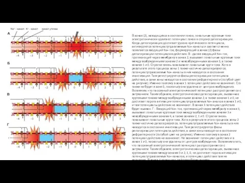 В зонах (2), находящихся в состоянии покоя, локальные круговые токи электротонически