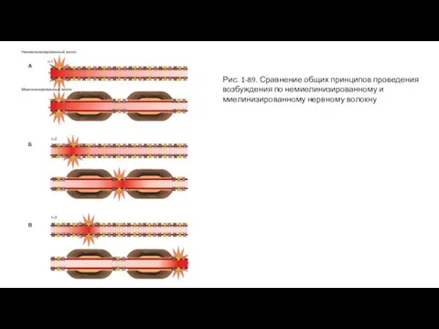 Рис. 1-89. Сравнение общих принципов проведения возбуждения по немиелинизированному и миелинизированному нервному волокну