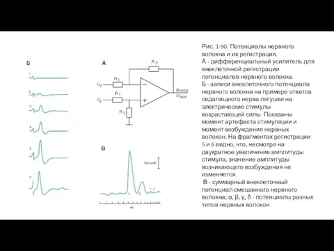 Рис. 1-90. Потенциалы нервного волокна и их регистрация. А - дифференциальный