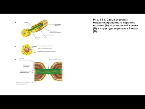 Рис. 1-83. Схема строения миелинизированного нервного волокна (А), шванновской клетки (Б) и структура перехвата Ранвье (В)