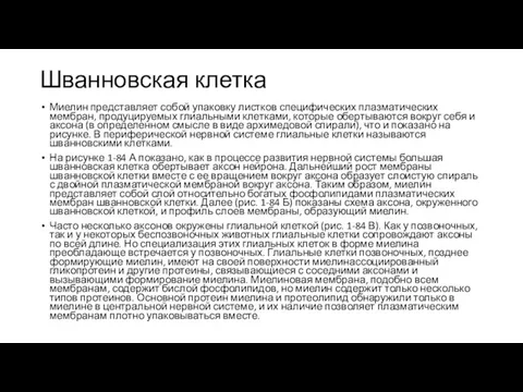 Шванновская клетка Миелин представляет собой упаковку листков специфических плазматических мембран, продуцируемых