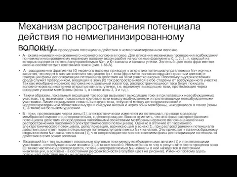 Механизм распространения потенциала действия по немиелинизированному волокну Рис. 1-87. Механизм проведения