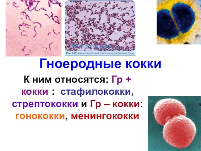 Гноеродные кокки К ним относятся: Гр + кокки : стафилококки, стрептококки