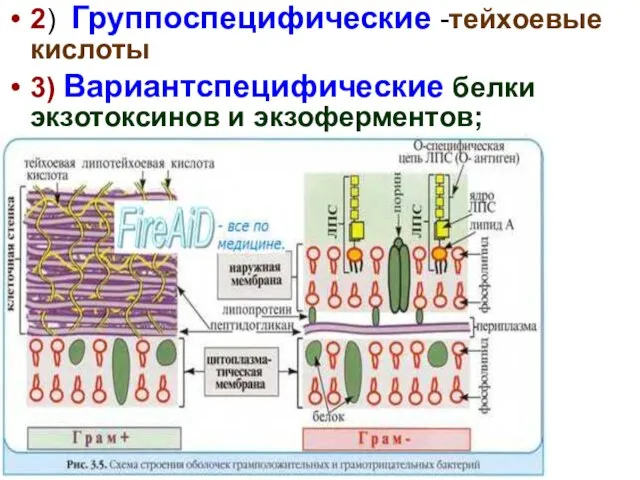 2) Группоспецифические -тейхоевые кислоты 3) Вариантспецифические белки экзотоксинов и экзоферментов;