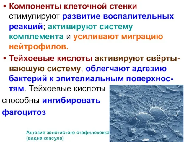 Компоненты клеточной стенки стимулируют развитие воспалительных реакций; активируют систему комплемента и