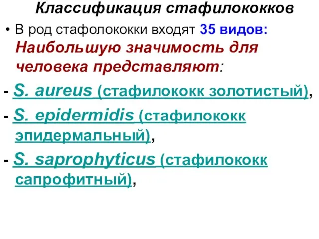 Классификация стафилококков В род стафолококки входят 35 видов: Наибольшую значимость для