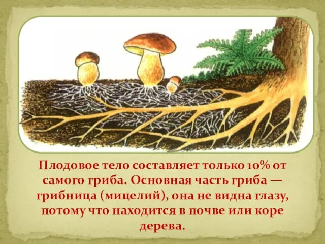 Плодовое тело составляет только 10% от самого гриба. Основная часть гриба