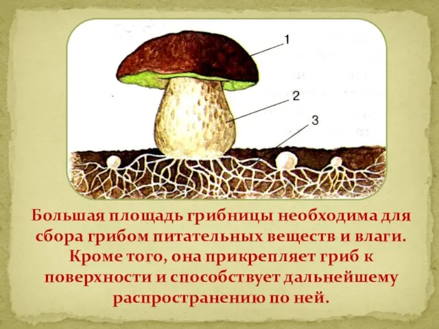 Большая площадь грибницы необходима для сбора грибом питательных веществ и влаги.