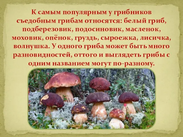 К самым популярным у грибников съедобным грибам относятся: белый гриб, подберезовик,