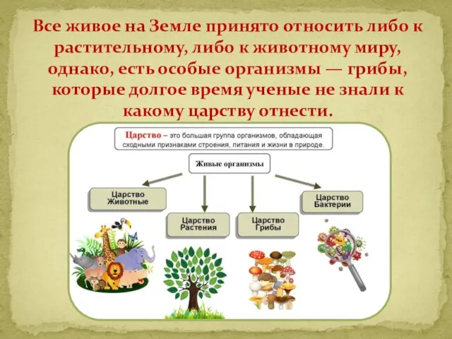 Все живое на Земле принято относить либо к растительному, либо к