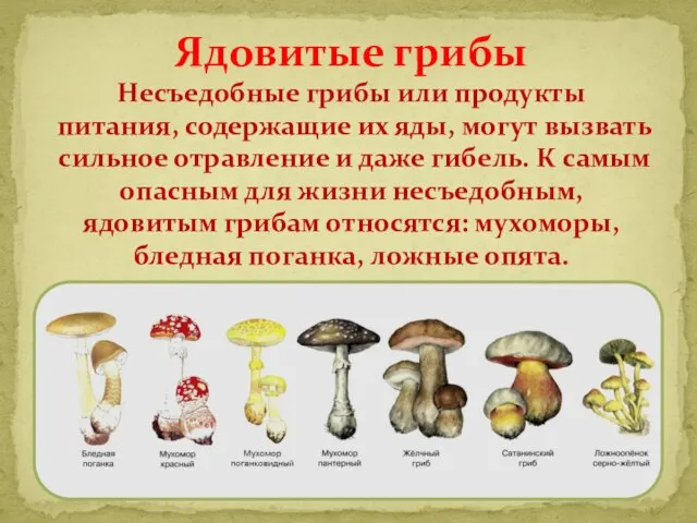 Ядовитые грибы Несъедобные грибы или продукты питания, содержащие их яды, могут
