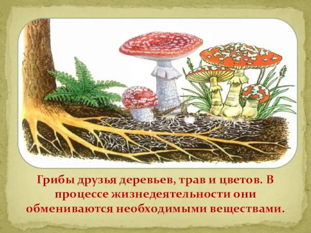 Грибы друзья деревьев, трав и цветов. В процессе жизнедеятельности они обмениваются необходимыми веществами.