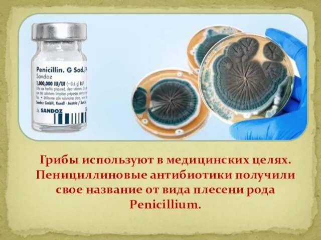 Грибы используют в медицинских целях. Пенициллиновые антибиотики получили свое название от вида плесени рода Penicillium.