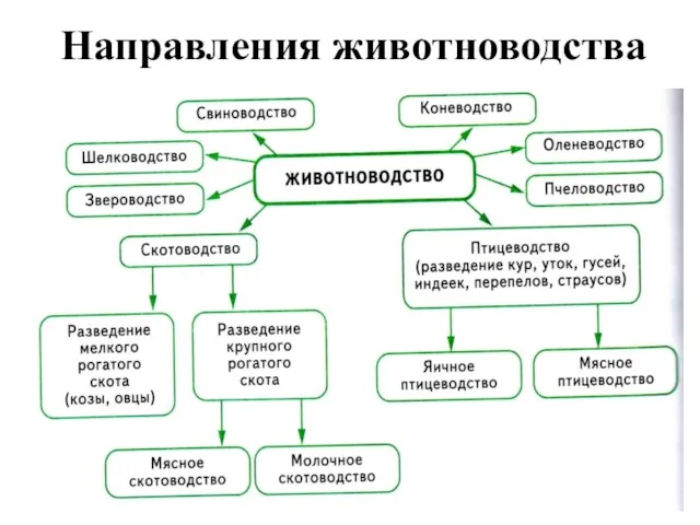 Направления животноводства