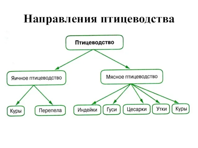 Направления птицеводства