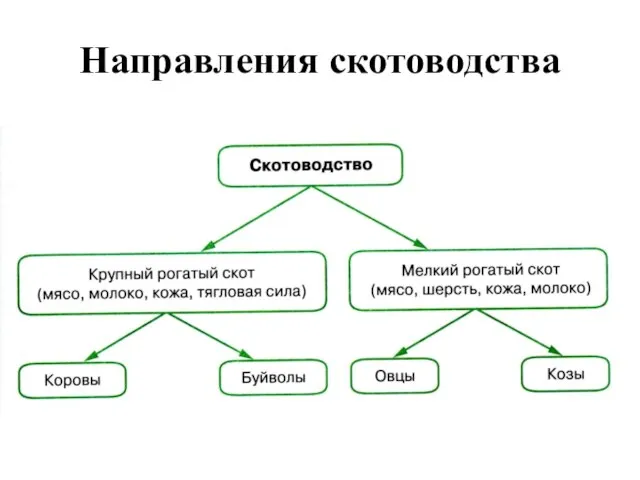 Направления скотоводства